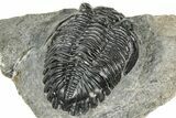Detailed Hollardops Trilobite Fossil - Ofaten, Morocco #327541-4
